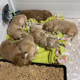 Australian Labradoodle Puppies from Salona Australian Labradoodles