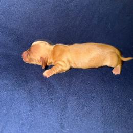 Girl 1 - Red female Dachshund puppy in New Braunfels, Texas from Wurst Doxies