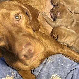 Vizslas from McCown VizslA