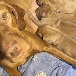 Vizslas from McCown VizslA