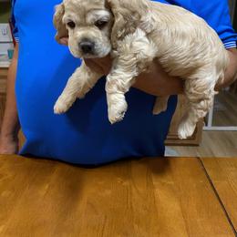 Cocker Spaniel Puppies from Palms Cocker Spaniels of Texas