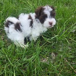 Alice - Chocolate female Havanese puppy in Columbus, Ohio from Havanese Puppies Columbus