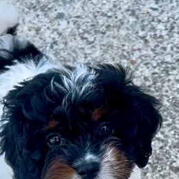 Lexi - Cavapoo