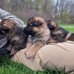German Shepherds from K9 Academy