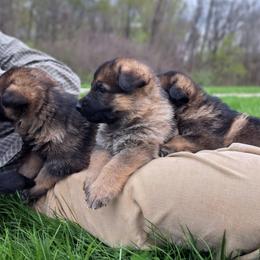 German Shepherds from K9 Academy