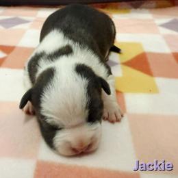 Jackie - Blue female American Staffordshire Terrier puppy in Clintwood, Virginia from SkyBlue Kennel