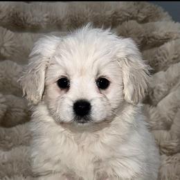 Sugar - Cream female Pomeranian puppy in Wagner, South Dakota from Lisas Pomeranians