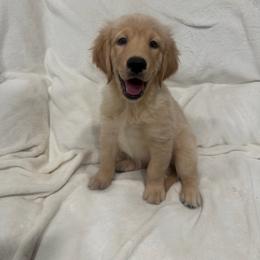 Jasmine - Light golden female Golden Retriever puppy in Rancho Cucamonga, California from PureGolden4ever