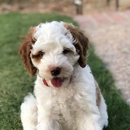 Australian Labradoodles from Pawsome Labradoodles, LLC
