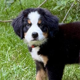 Bernese Mountain Dogs and Newfoundlands from Rustic Ridge Giants