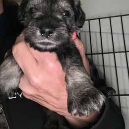 Boy 1 - Black and silver Miniature Schnauzer puppy in Crossville, Tennessee from Farmers Creek Kennel