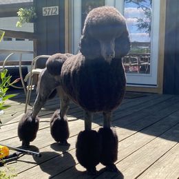 Eleanor  - Poodle