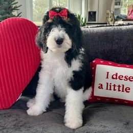 Blossom - Tri-color female Bernedoodle puppy in Harpers Ferry, West Virginia from Oso Perfect Poodles and Doodles