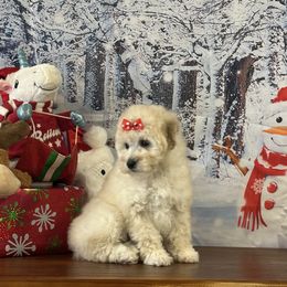 Joy - Cream female Goldendoodle puppy in Owenton, Kentucky from Elagant Acres
