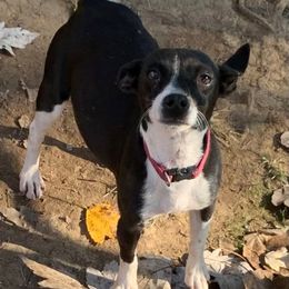 Rich Rat's Lyric - Black and white female Teddy Roosevelt Terrier puppy in Gadsden, Alabama from Rich Cat’s