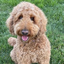 Goldendoodles from Wasatch Mini Doodles