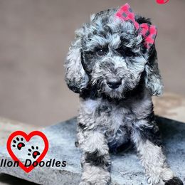 Goldendoodles from Dillon Doodles