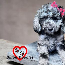 Goldendoodles from Dillon Doodles