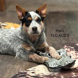 Australian Cattle Dog Puppies from TLC Cattle dogs
