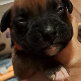 Red boy - Fawn male Boxer puppy in Franklin, Georgia from Lakeside Kennels of Franklin