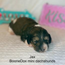 Jax - Cream male Dachshund puppy in Lexington, Oklahoma from BooneDox Miniature Dachshunds