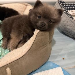 Purple - Wolf sable female Pomeranian puppy in Apollo Beach, Florida from Sherlock’s Poms