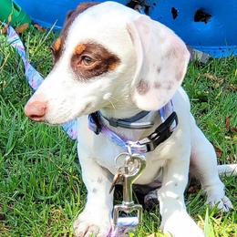 Bo - Dachshund
