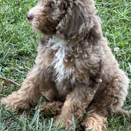 Sheepadoodle Puppies from Dogwood Hills