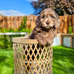 Loretta Lynn - Merle female Cockapoo puppy in Moses Lake, Washington from Macy Meadows Doodles