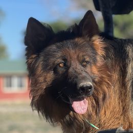 Boss - German Shepherd