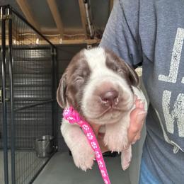 Pink - Liver and white female German Shorthaired Pointer puppy in Newton Grove, North Carolina from Wayalife Labradors & Gsp’s