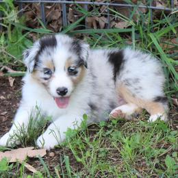 Anchorage - Blue merle male Australian Shepherd puppy in Kansas, Oklahoma from Windy G Farm