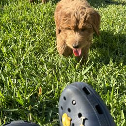 Whoodle All Grown Up from Perri’s Whoodles