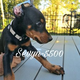 Sevyn 5500 - Black and rust male Doberman Pinscher puppy in Aurora, Indiana from Double-Take Doberman Kennels