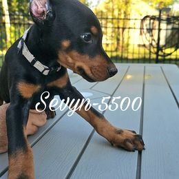 Sevyn 5500 - Black and rust male Doberman Pinscher puppy in Aurora, Indiana from Double-Take Doberman Kennels