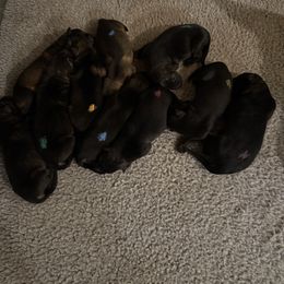 Boy 2 - Sable male German Shepherd puppy in Black Creek, Wisconsin from Copper View Farm German Shepherds and Labrador Retreivers