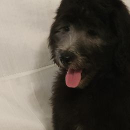 Goldendoodle Puppies from Country Pups Doodles