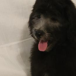 Goldendoodle Puppies from Country Pups Doodles