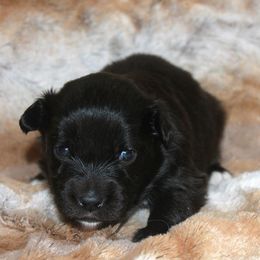 Cosmo - Black & white male Miniature Australian Shepherd puppy in Ionia, Iowa from Sapphire Stables