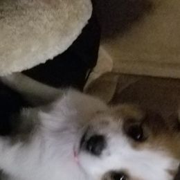 Nord Wachhund Puppies from Nordic Kennels