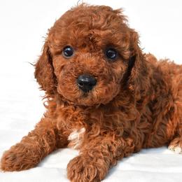 Rosey - Red female Cavapoo puppy in Temecula, California from Designer Doodles