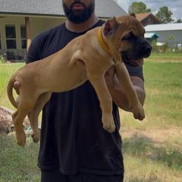 Gold collar - Tiger female Perro de Presa Canario puppy in Houston, Texas from Space City Presas
