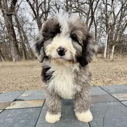 Bluey - Blue merle female Bernedoodle puppy in Sioux Falls, South Dakota from WhiskeyCreek Doodles
