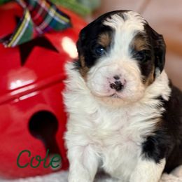Cole - Black tri-color male Aussiedoodle puppy in Burbank, Ohio from Berns & Doodles