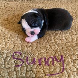 Sunny - Black and white male Boston Terrier puppy in Brown City, Michigan from Mae Boston Terriers