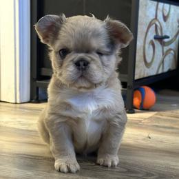 Noel - Fawn female French Bulldog puppy in Loganville, Georgia from Diamond In The Ruff