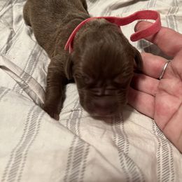 Girl 2 - Chocolate Great Dane puppy in Pennsylvania from Pocono Mountain Great Danes