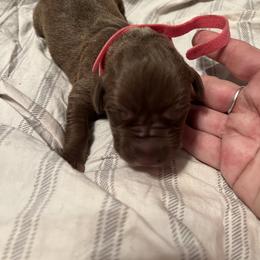Girl 2 - Chocolate Great Dane puppy in Pennsylvania from Pocono Mountain Great Danes