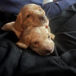 Dachshund Puppies from Bryant’s Miniature Dachshunds