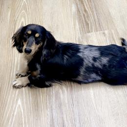 DJ - Dachshund